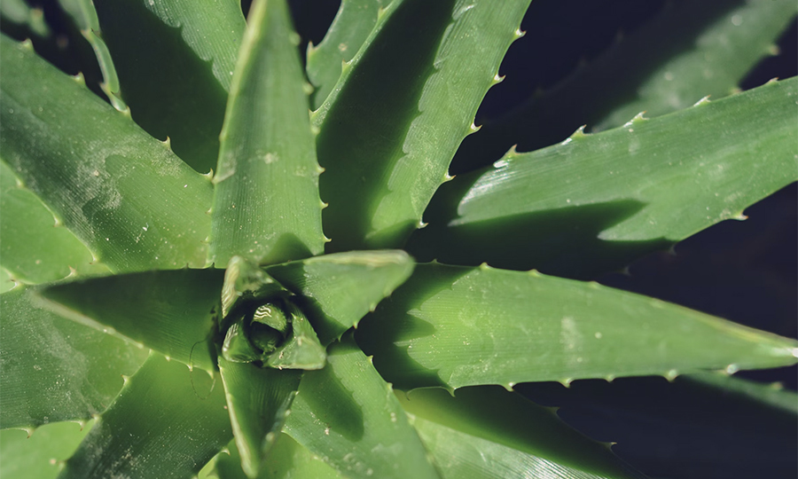 birds eye view of aloe vera plant