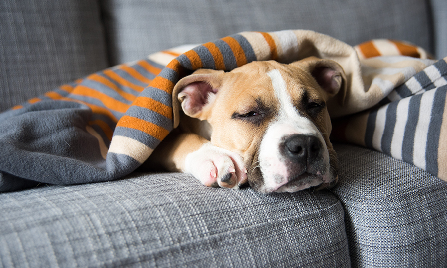 dog resting on a gray couch with a blanket over him