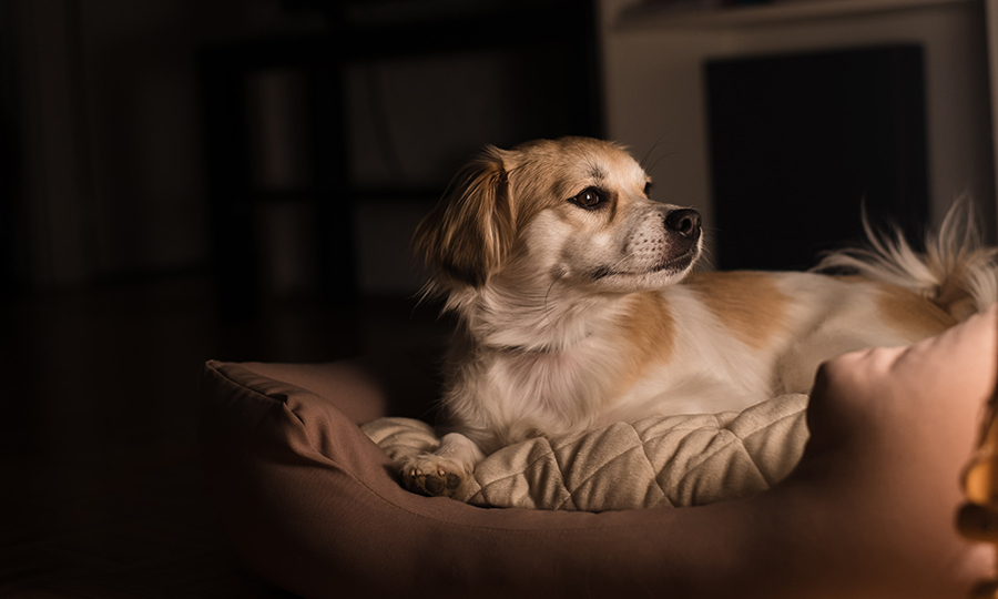 A puppy in her dog bed at night alert and looking at something to the right