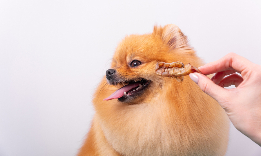 dog sticking tongue out looking away from dog treat