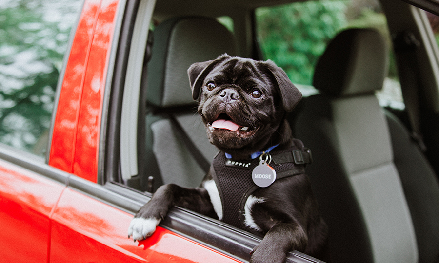 black dog posing on passenger seat window