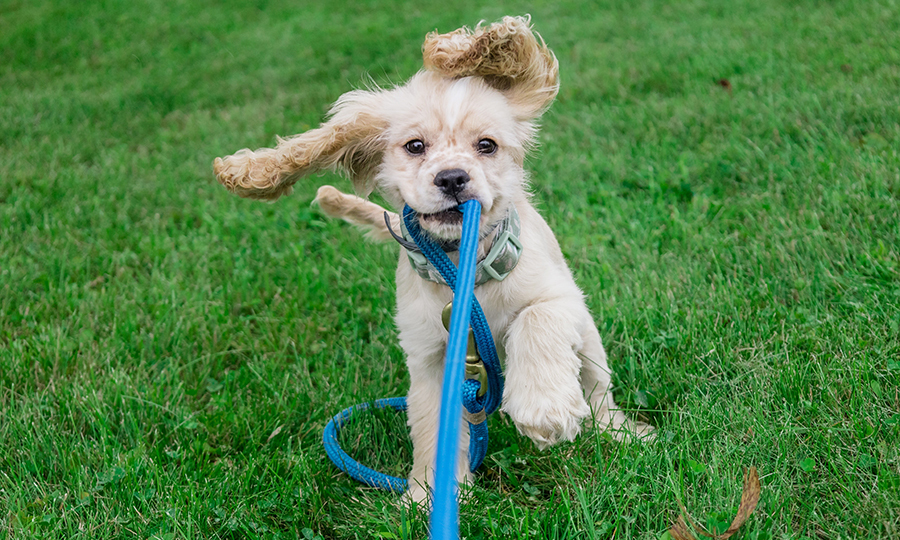 A puppy biting his blue leash in a field of grass