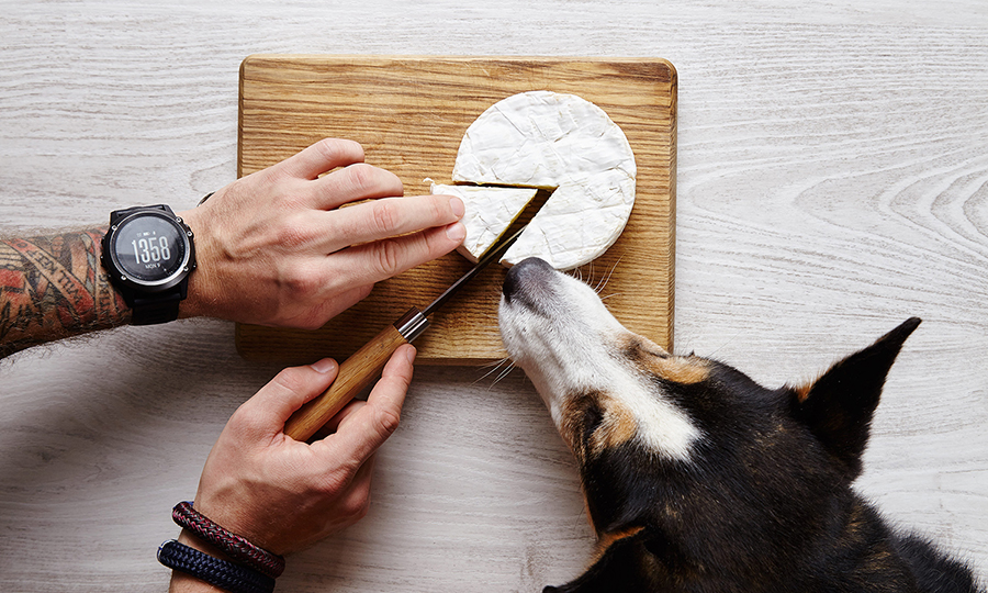 A curious dog sniffing a piece of cheese its owner is preparing for him