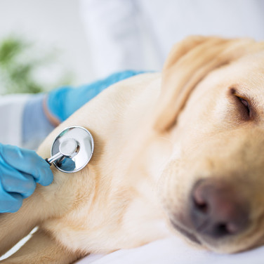 Resting labrador on veterinarian bed having her heart rate measured by veterinarian