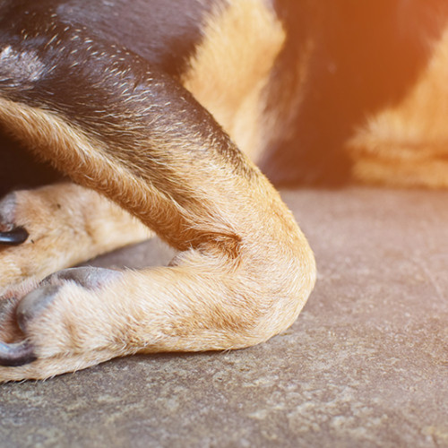 Close up of inflamed joint on dog laying on the floor