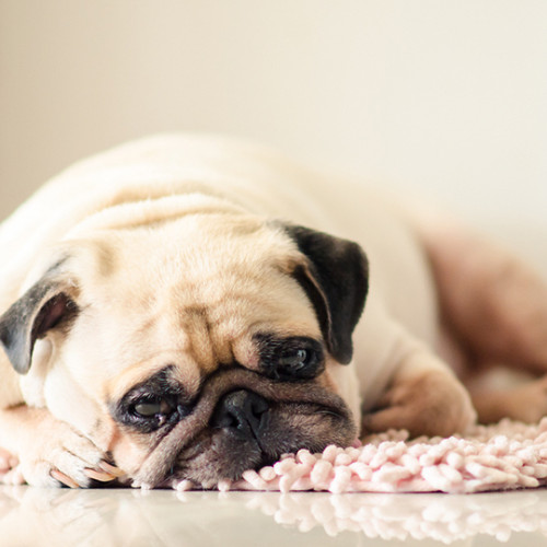 upset pug pouting and laying on a fuzzy pink rug