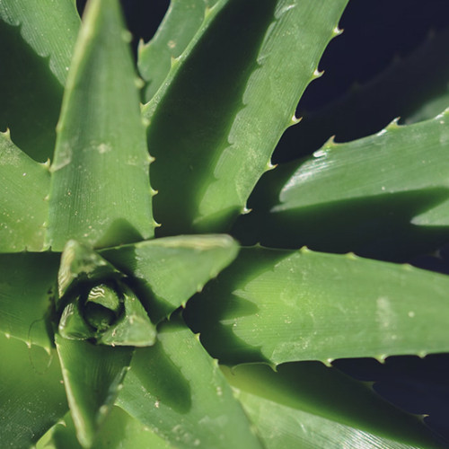 birds eye view of aloe vera plant