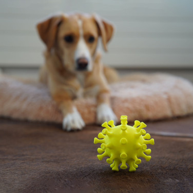 Dog looking at a bacteria chew toy