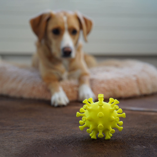 Dog looking at a bacteria chew toy