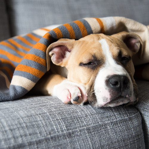 dog resting on a gray couch with a blanket over him