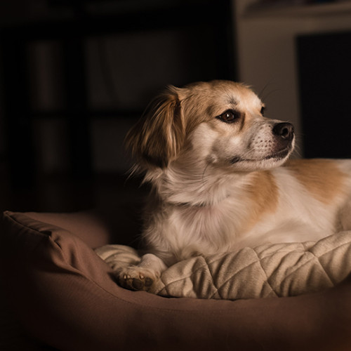 A puppy in her dog bed at night alert and looking at something to the right