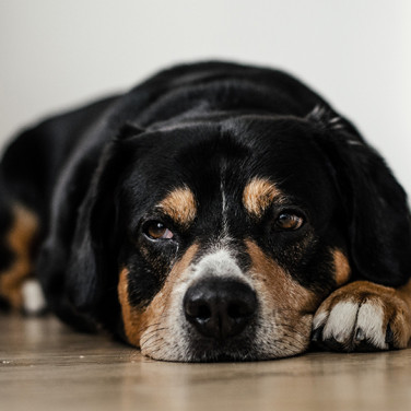 A beagle mixed breed dog resting with face on a wooden floor