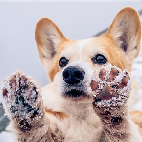 corgi showing her paws powdered with snow