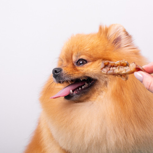 dog sticking tongue out looking away from dog treat