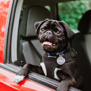 black dog posing on passenger seat window