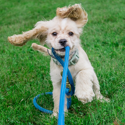 A puppy biting his blue leash in a field of grass