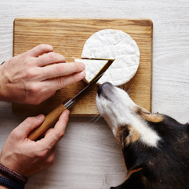 A curious dog sniffing a piece of cheese its owner is preparing for him