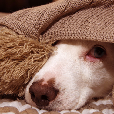 dog hiding under blanket with red and swollen eyes