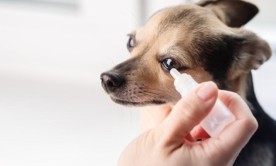 dog owner applying eye drops to brown dogs eyes