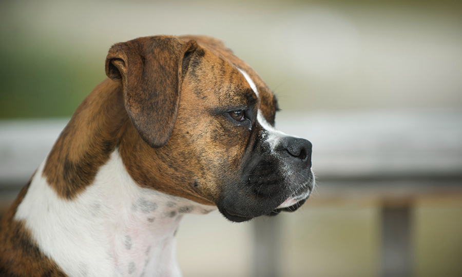 Sad female boxer dog looking to the right