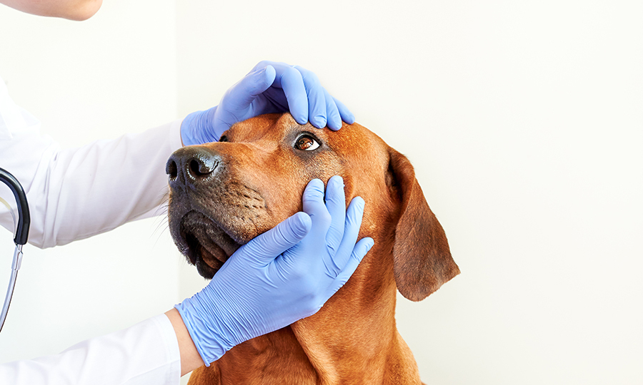 Veterinarian with gloves checking brown dogs eyes