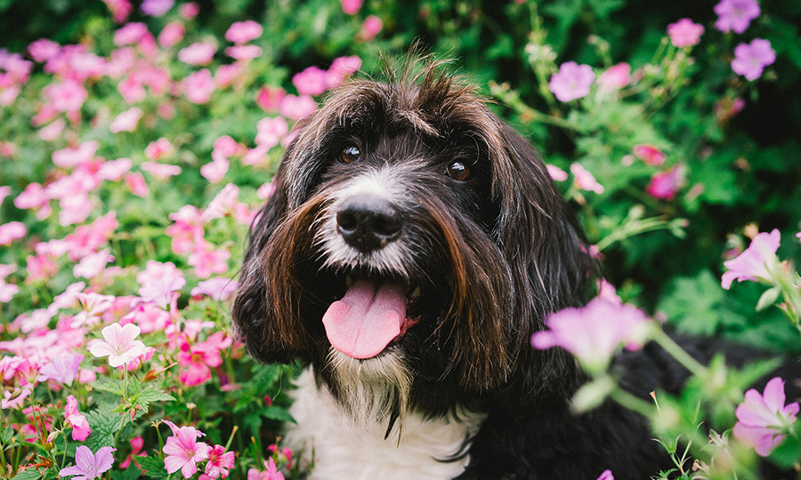 Dog runny nose causes and prevention for a dog in a field of flower