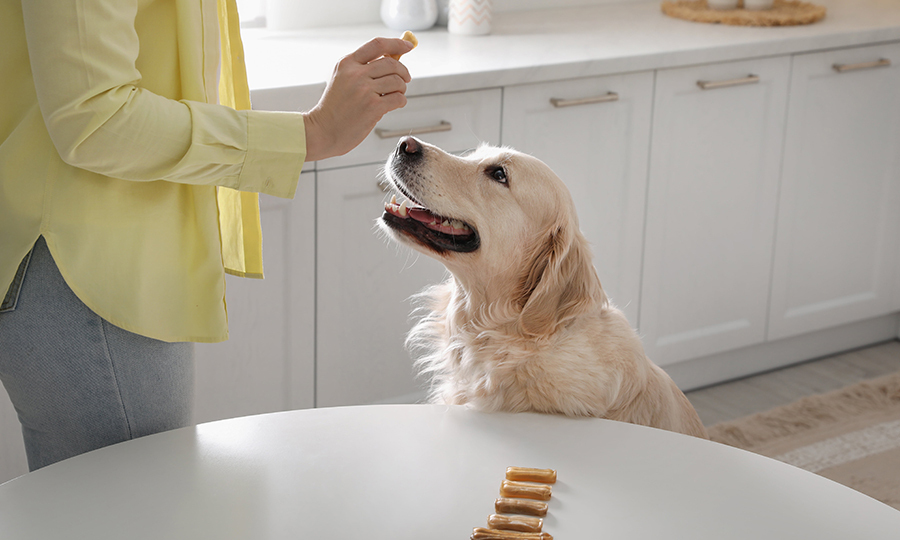 dog sitting in front of her human with dog treats beside her