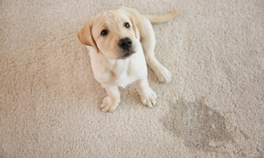 puppy looking up at camera next to her accident on the carpet