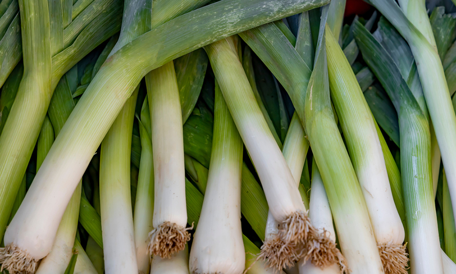 a background of ripe leeks