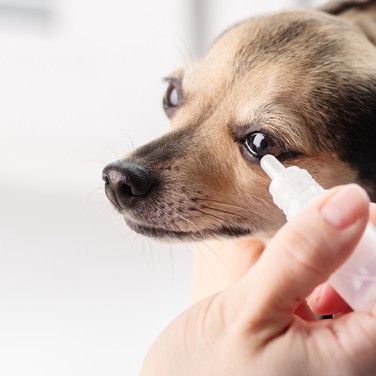 dog owner applying eye drops to brown dogs eyes