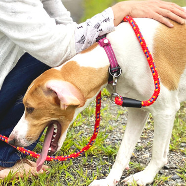 brown and white dog on leash retching by owner