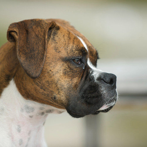 Sad female boxer dog looking to the right