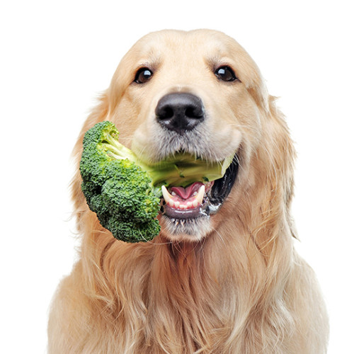Can dogs eat broccoli golden retriever with a piece of broccoli in his mouth