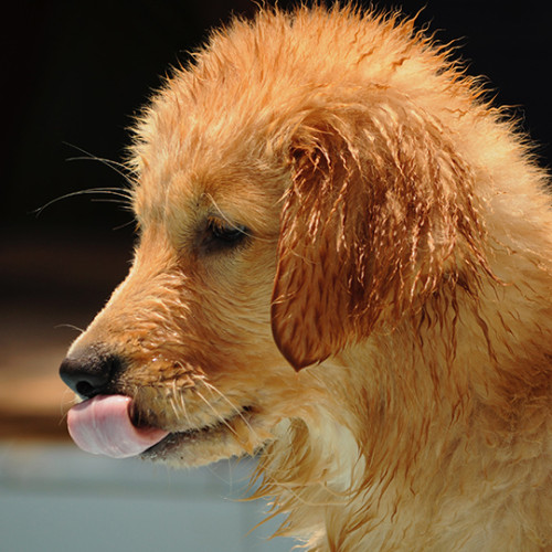 puppy golden retriever soaked face and tongue out