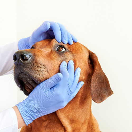 Veterinarian with gloves checking brown dogs eyes