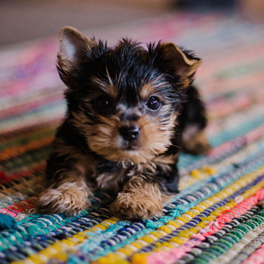 puppy on colorful rug