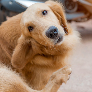 Tan dog scratching behind right ear