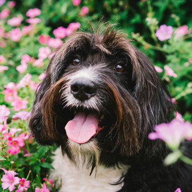 Dog runny nose causes and prevention for a dog in a field of flower