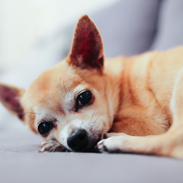 chihuahua laying on couch