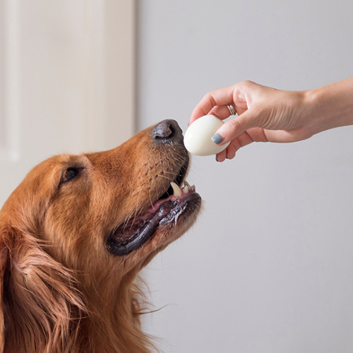 Owner holding a white egg in front of a curious dog