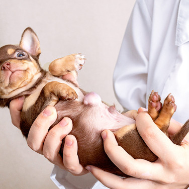 newborn brown puppy with umbilical hernia clearly present