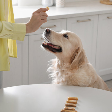 dog sitting in front of her human with dog treats beside her