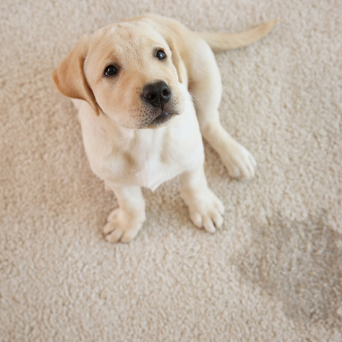 puppy looking up at camera next to her accident on the carpet