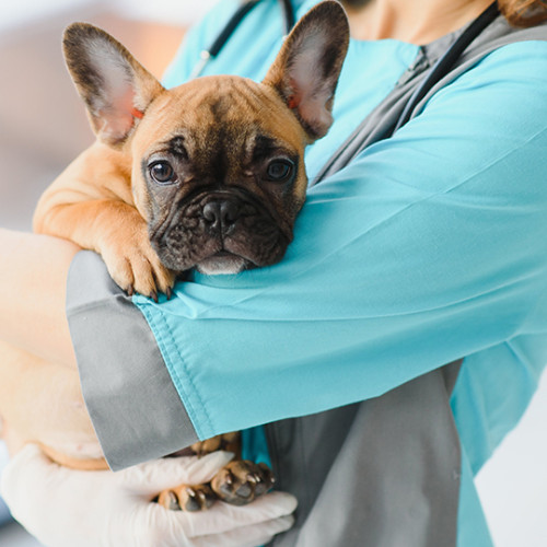 Dog receiving fluid treatment in a veterinary hospital