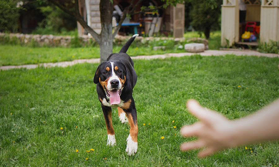 dog running on green lawn towards person off camera