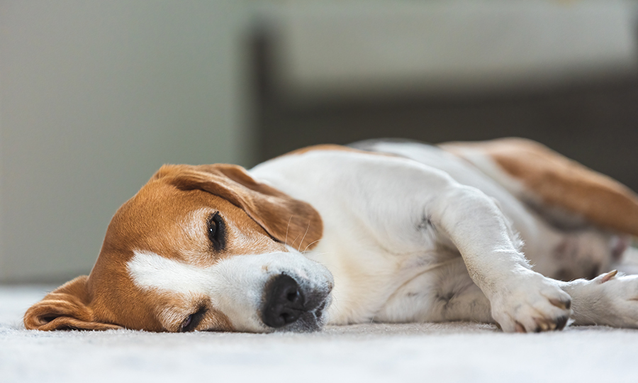 brown and white dog laying on its side on carpet floor