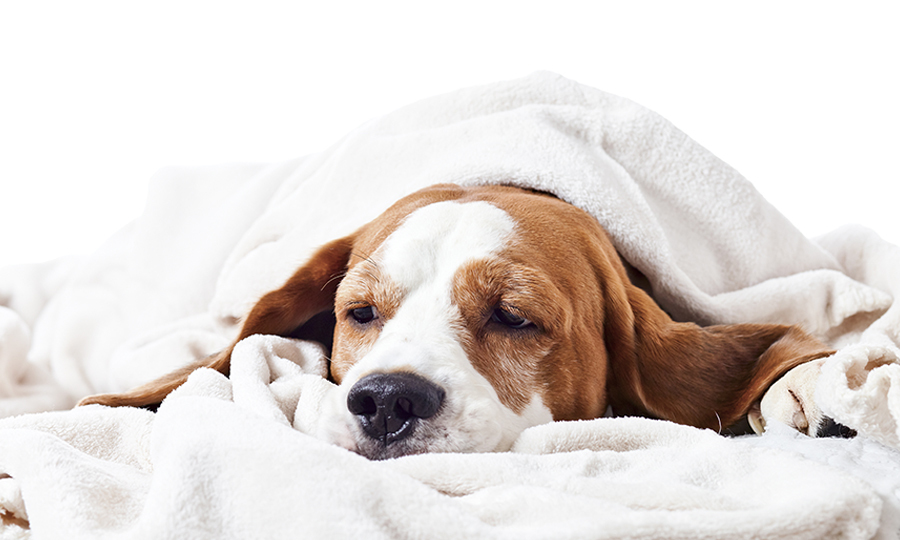 brown and white dog looking lethargic under a fuzzy off white blanket
