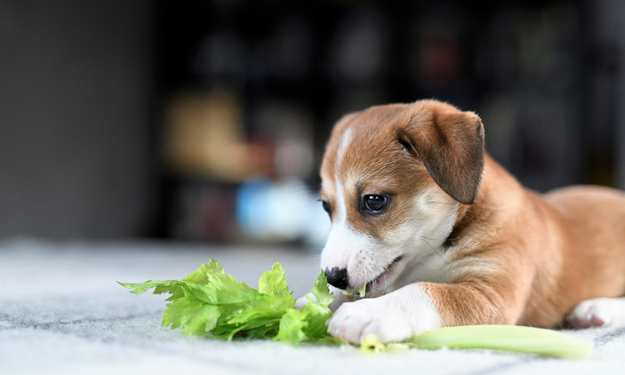 brown and white dog holding down celery stick on carpet