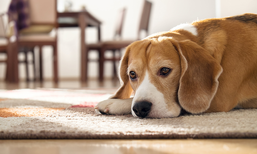 brown and white dog resting head on carpet in brightly lit room
