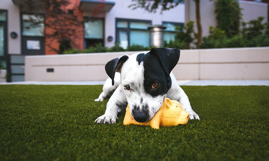 black and white dog with toy in backyard